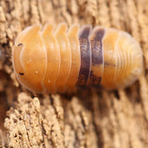 Cubaris Sp. Amber Cubaris